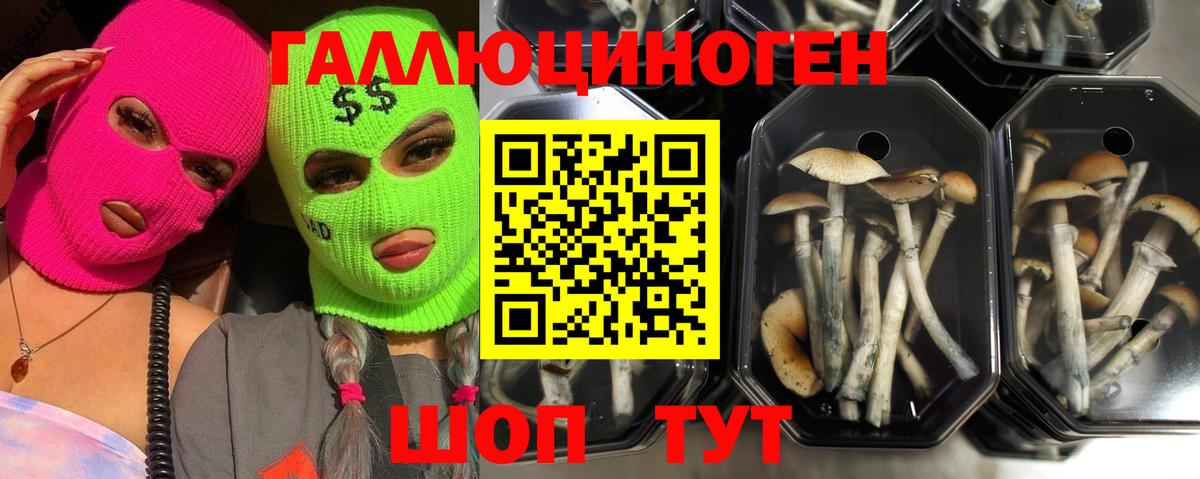 наркота  Вход с VPN  Котовск  Псилоцибиновые грибы Cubensis 